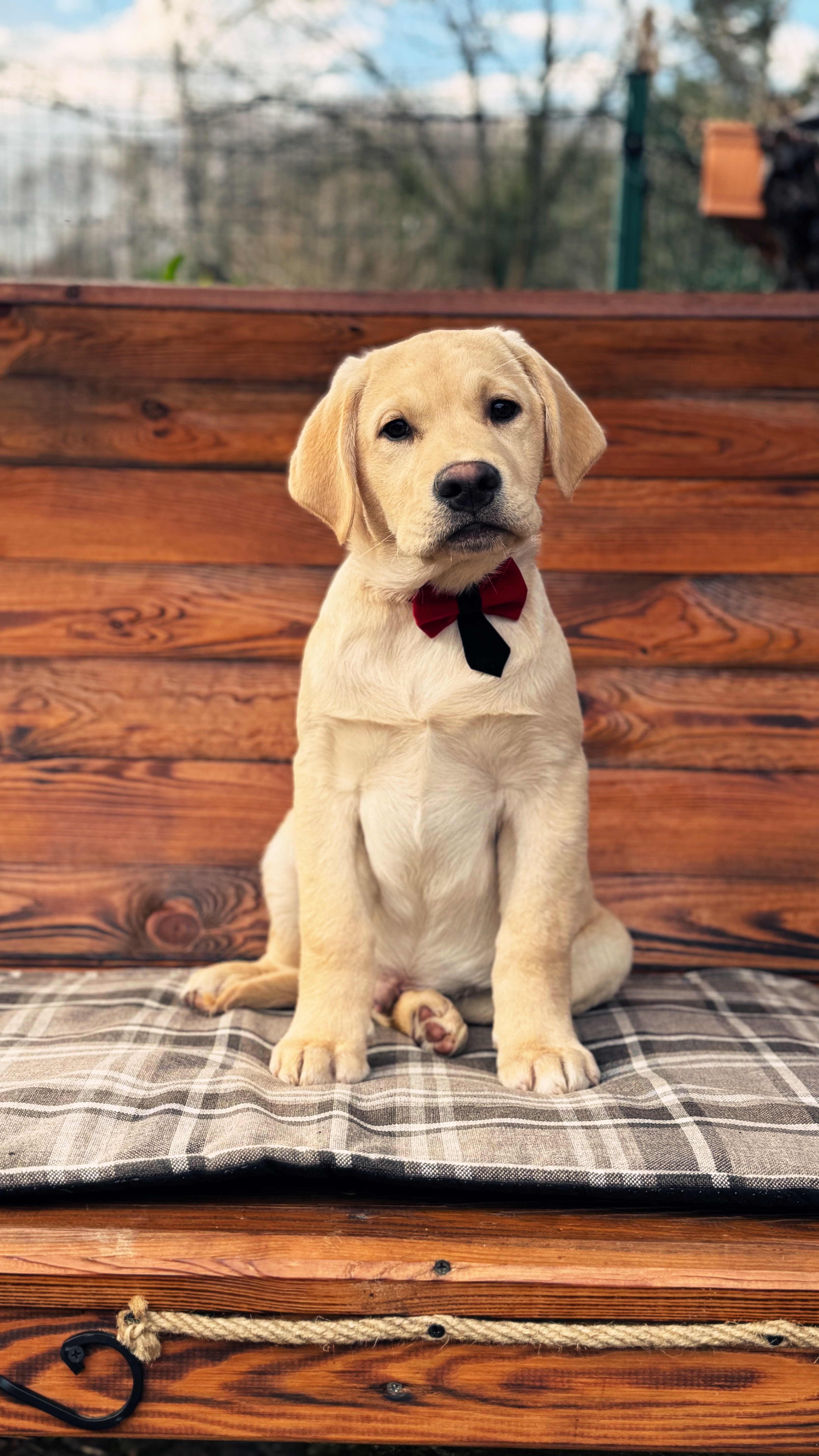 Fast and Furious By Topaz Kennel